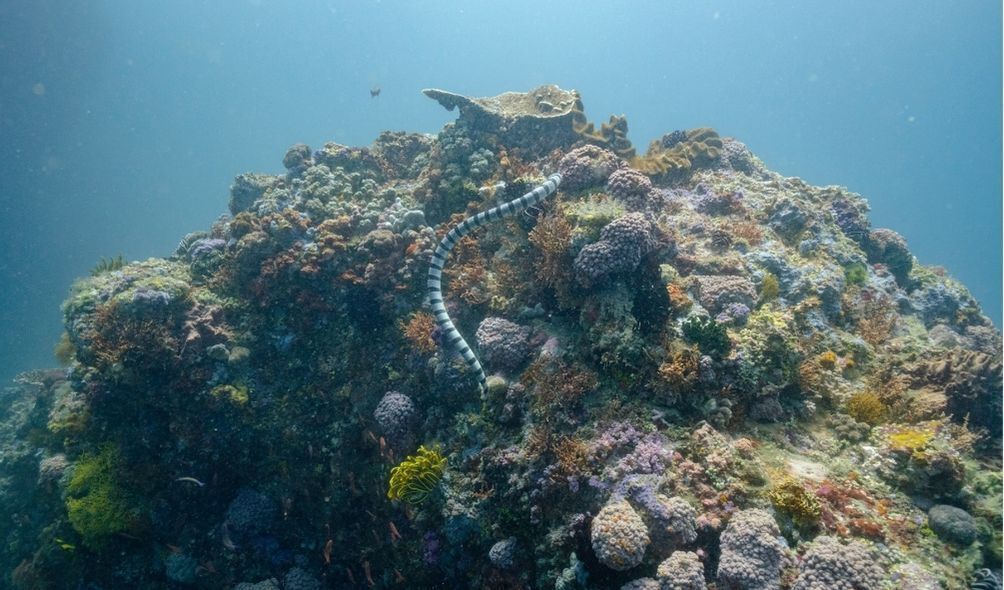 Cobra na água ao lado de um coral