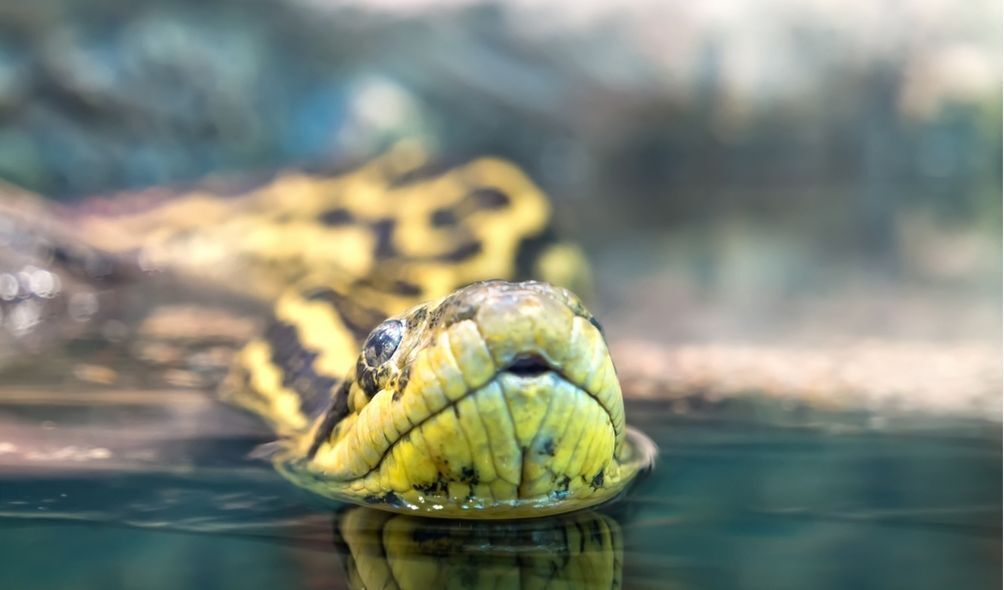 Cabeça de cobra nadando na água