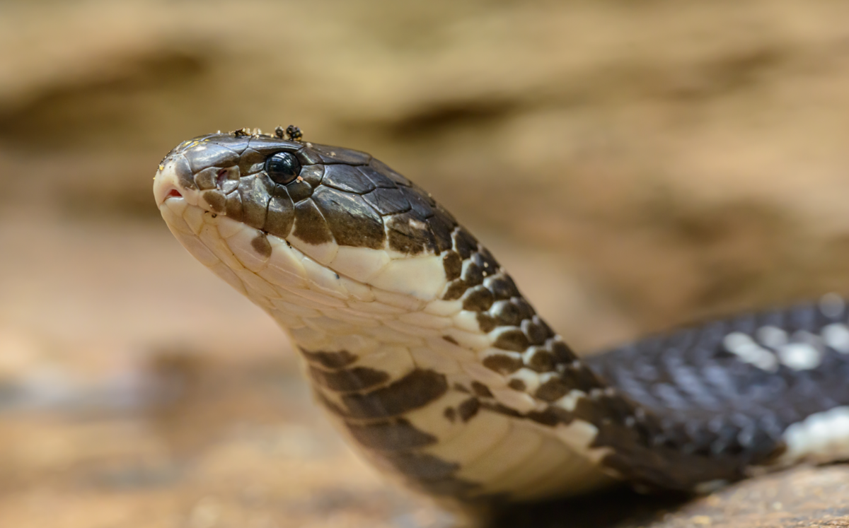 Cobra branca e preta.