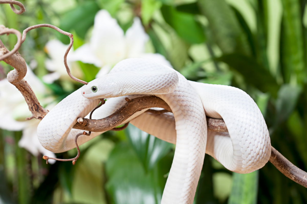 Cobra branca entre galhos em uma floresta.