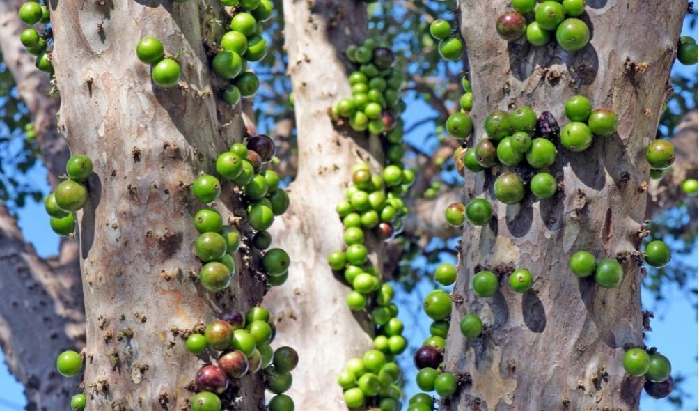 Pé de jabuticaba com jabuticabas verdes