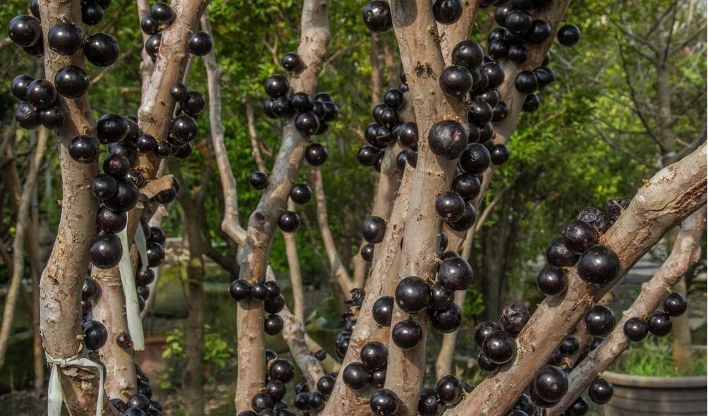 Pé de jabuticaba 