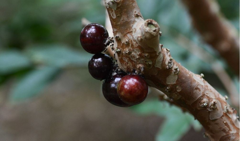 Pé de jabuticaba com jabuticabas roxas