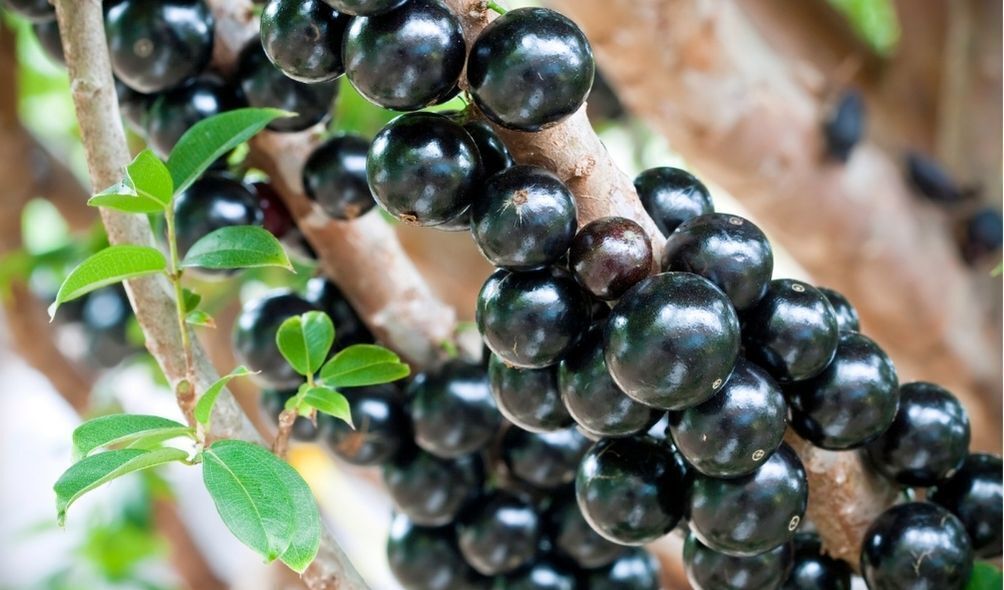 Pé de jabuticaba