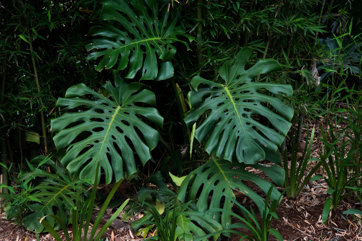 Imagem da planta costela de Adão