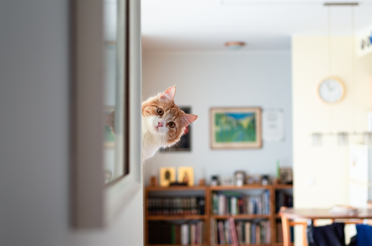 Gato observando por trás de parede