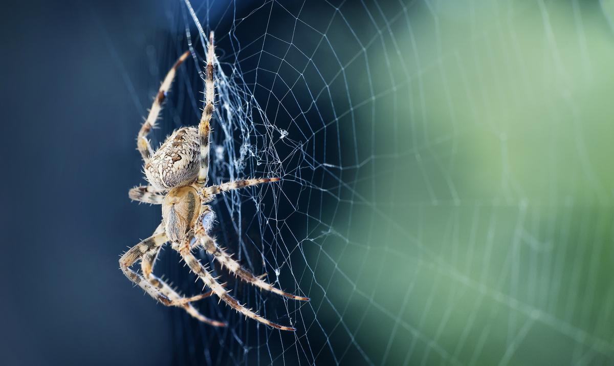 Aranha repousando em meio à sua teia. 