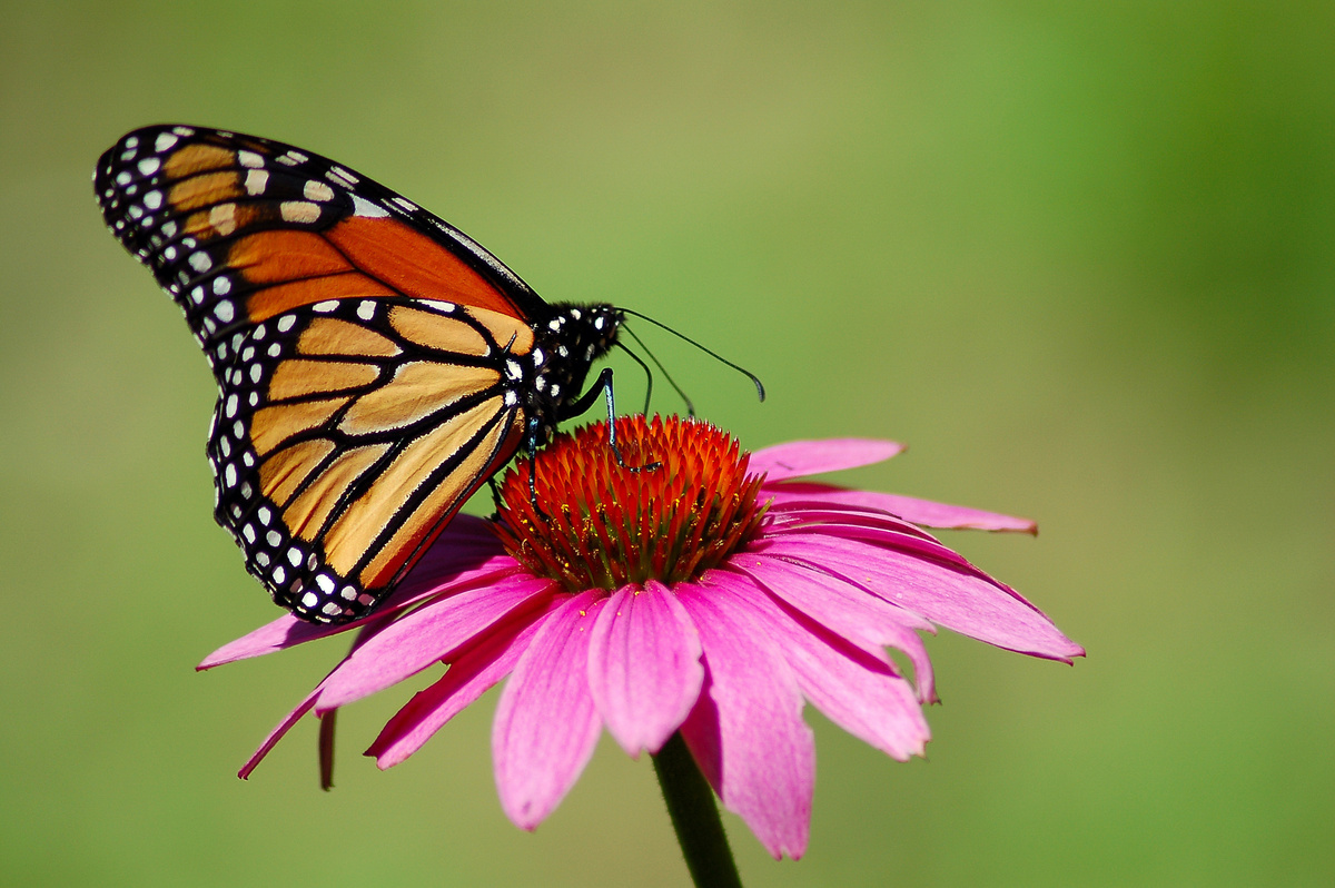 Borboleta repousando em flor cor-de-rosa. 