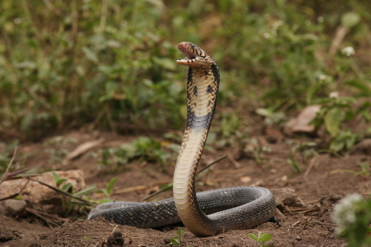 Cobra de cabeça erguida em meio à campo.