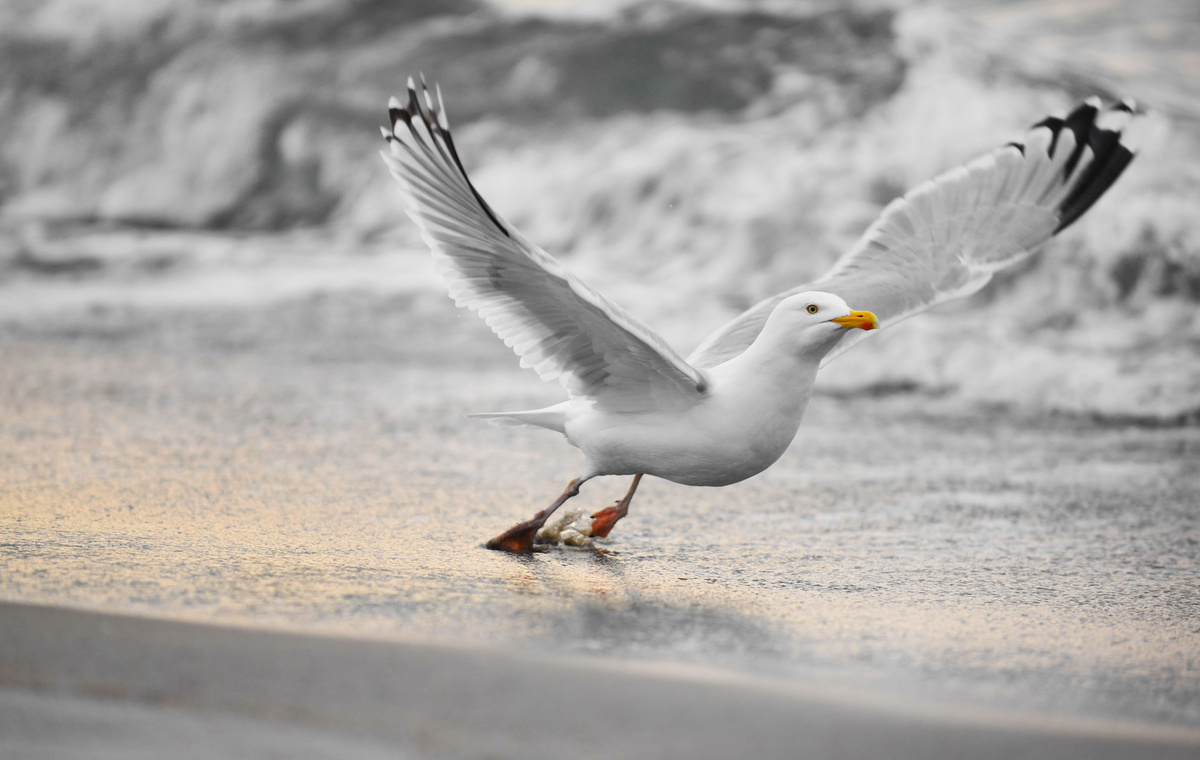 Gaivota levantando voo à beira do mar. 