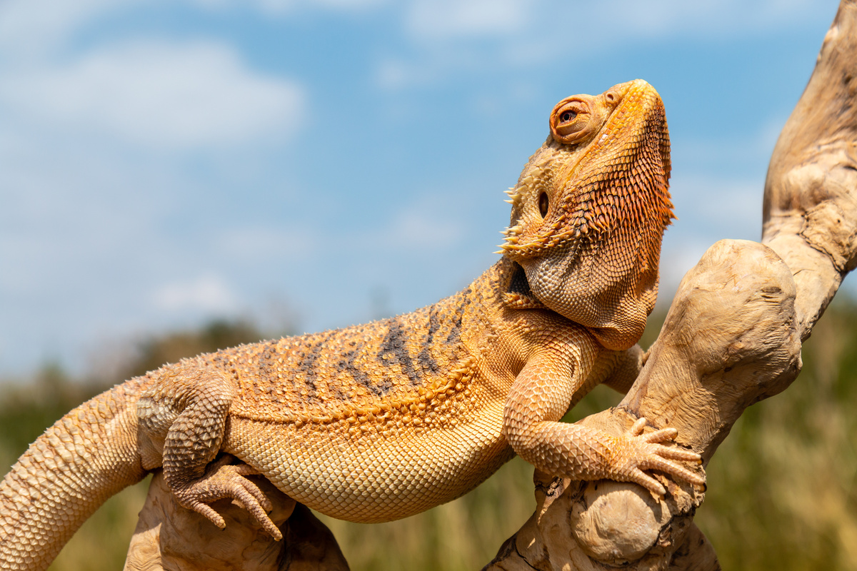 Lagarto amarelo se segurando em galho grosso de árvore.