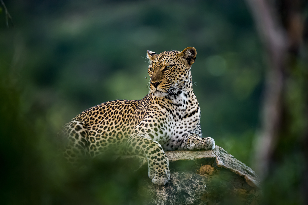 Leopardo deitado em tronco de madeira.