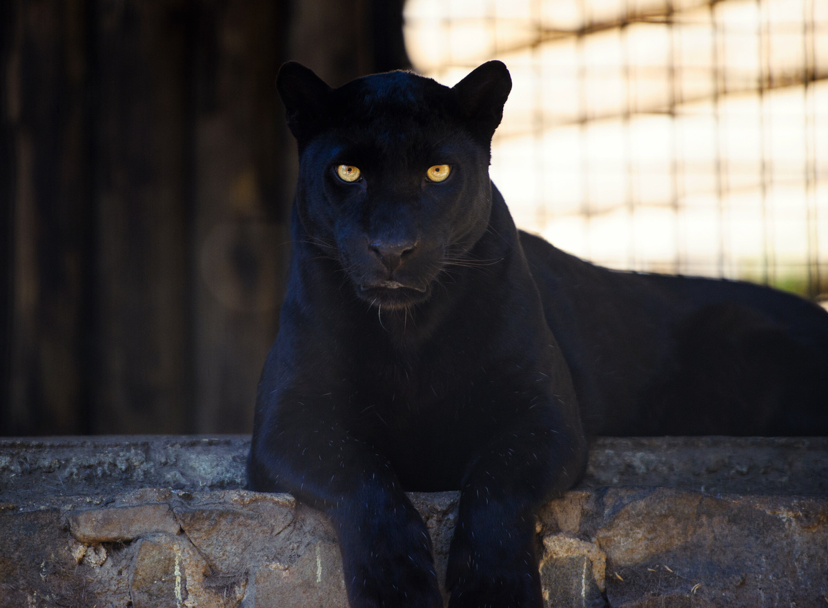 Pantera negra repousando em pedra.