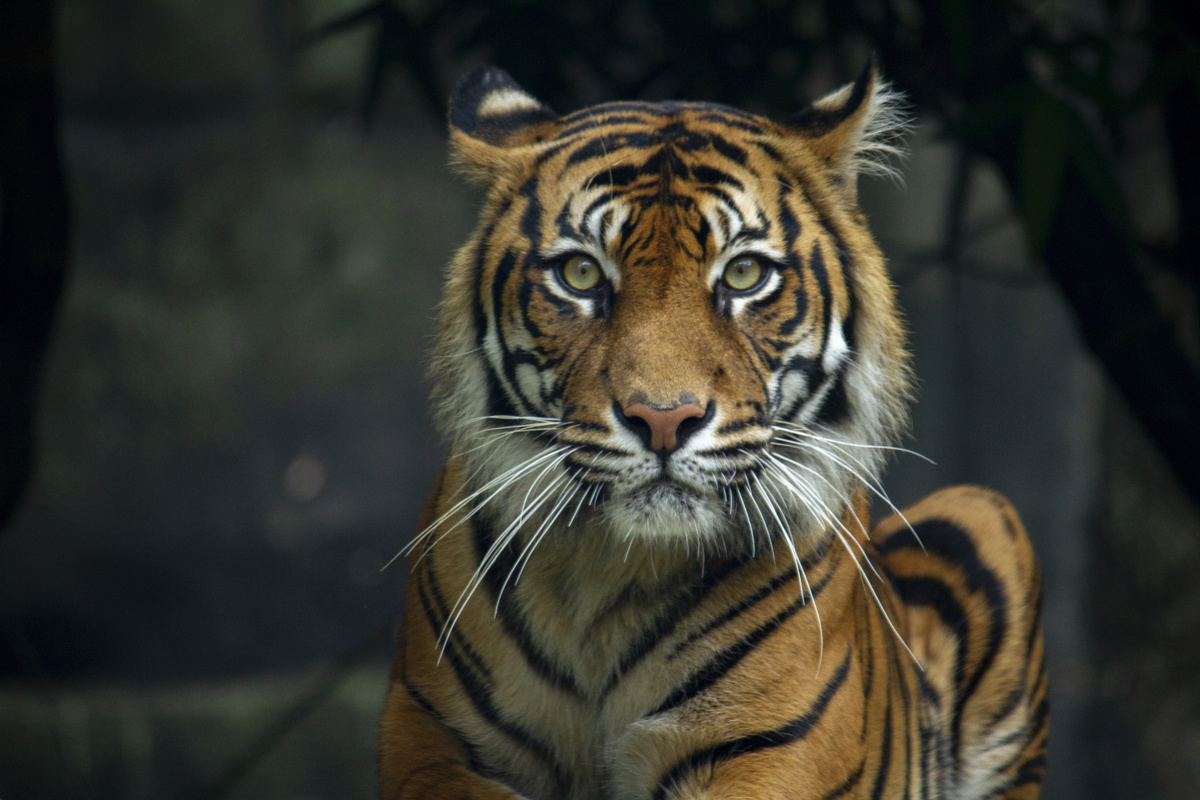 Tigre em cenário cinzento.