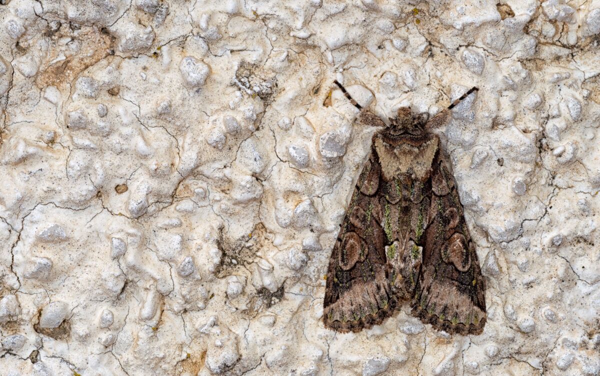 Mariposa em parede.