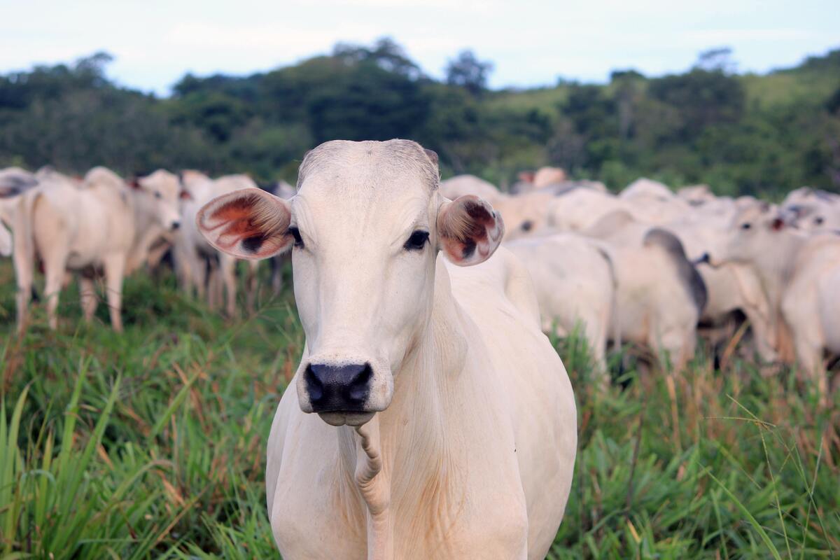 Gado em um campo gramado.