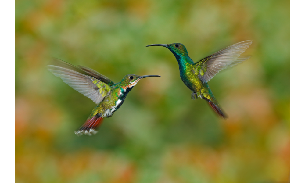 Casal de beija-flor colorido com fundo verde desfocado.