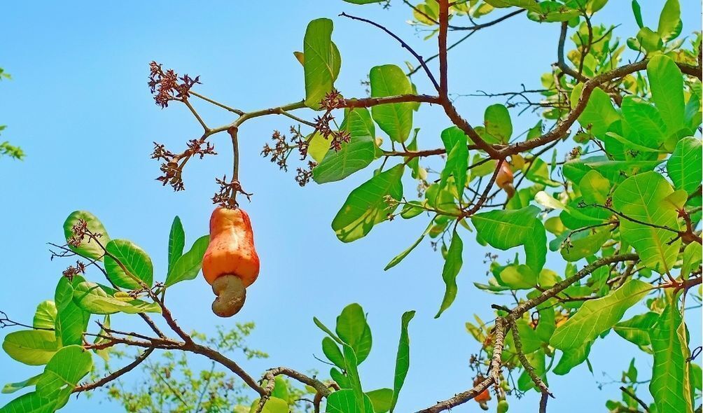 Imagem de um caju pendurado na árvore