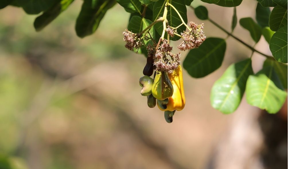 Imagem de um caju amarelo na árvore