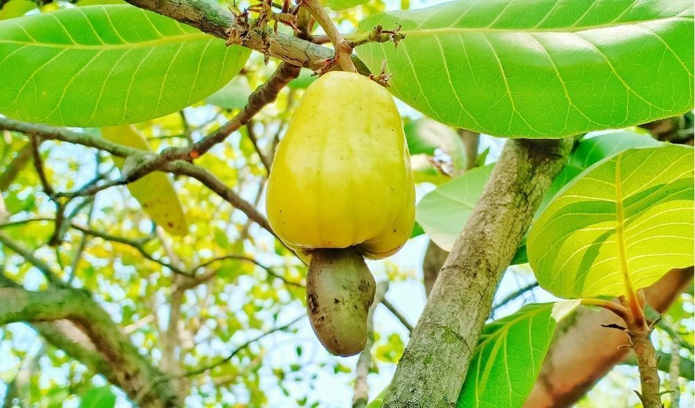 Imagem de um caju amarelo na árvore