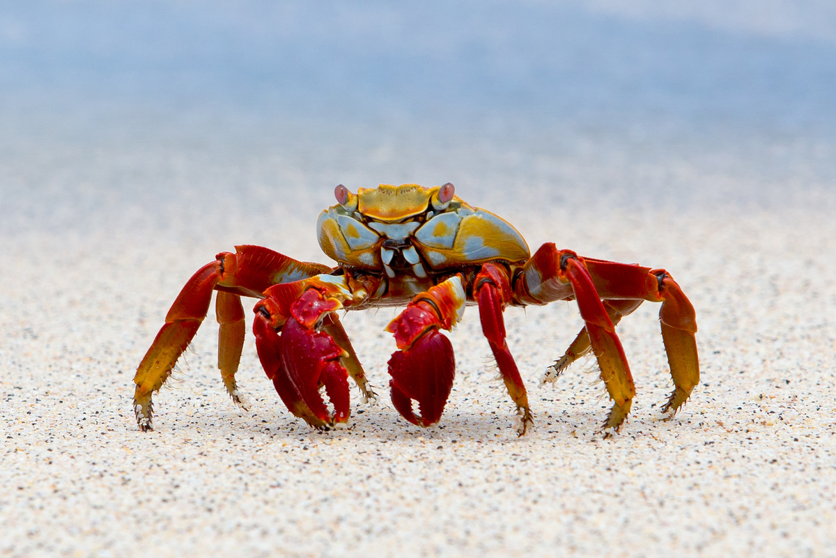 Siri vermelho em areia da praia.