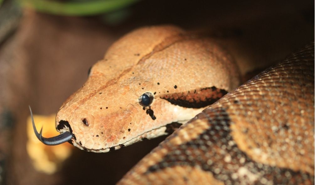 Imagem de jiboia laranja com a língua para fora