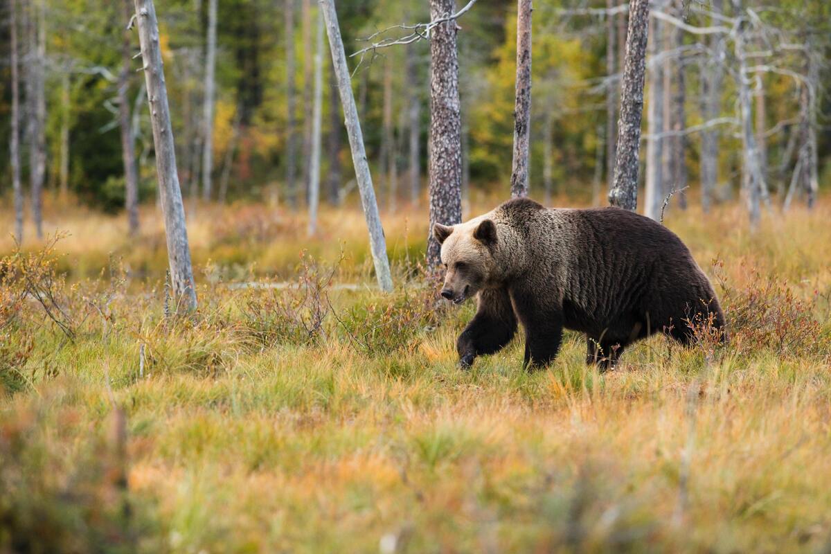 Urso andando em um campo gramado.