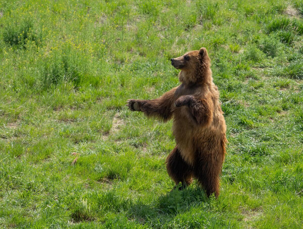 Urso em pé em um campo gramado.