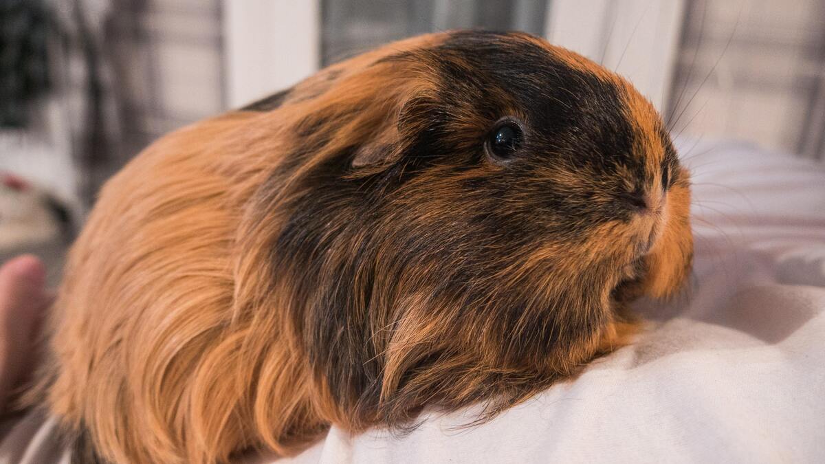 Porquinho da índia em um lençol. 