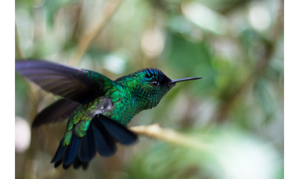 Foto beija-flor verde e azul com fundo desfocado de natureza