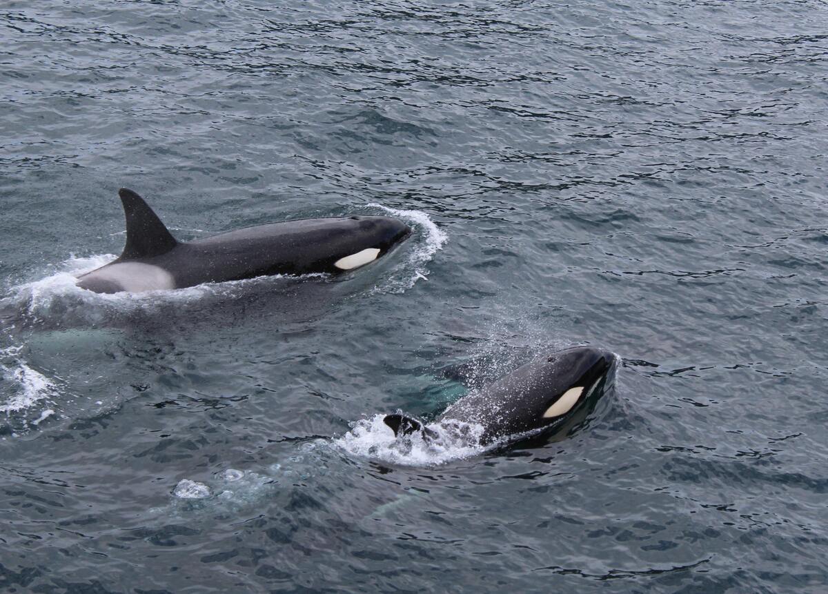 Baleias orca nadando no oceano