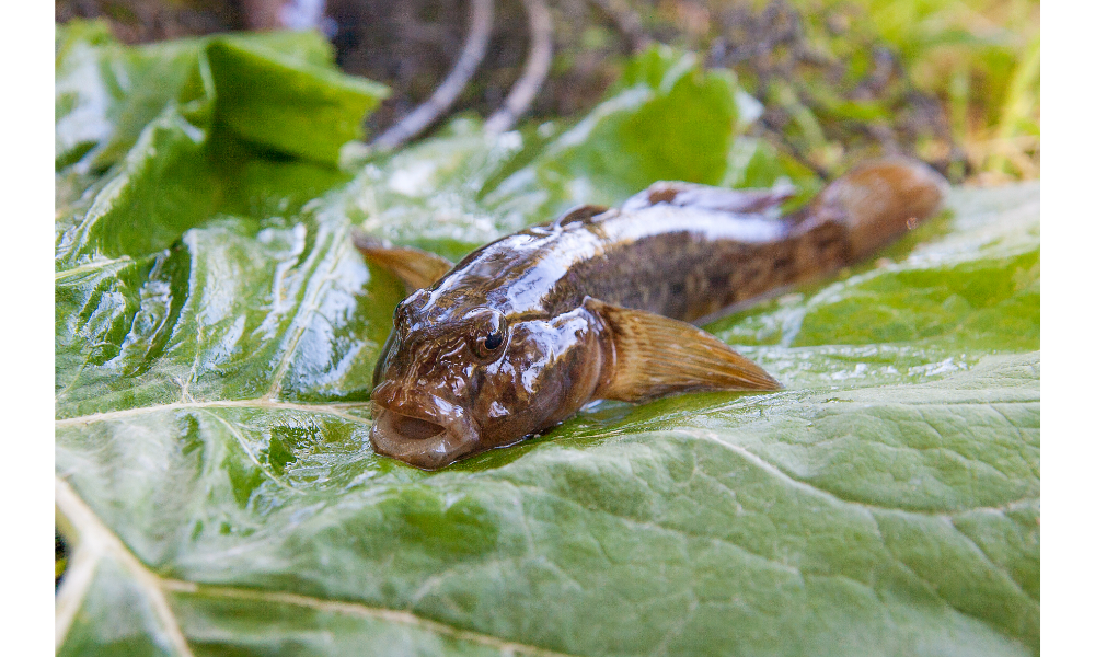 Peixe cabeçudo de água doce ou goby redondo recém-retirado da água