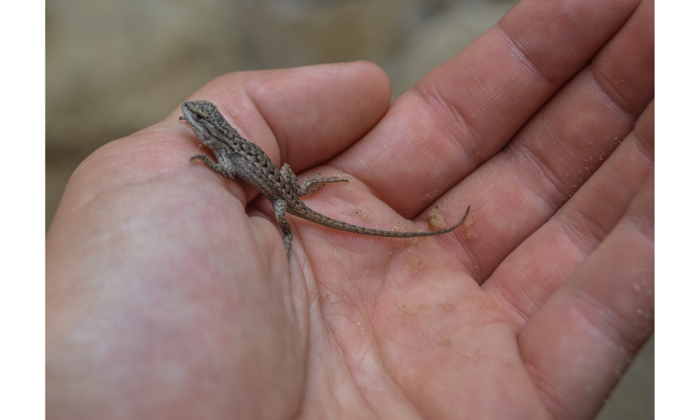 Lagartixa pequena na mão de uma pessoa.