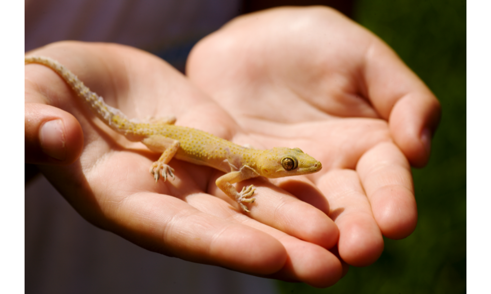 Lagartixa verde apoiada sobre mãos unidas.