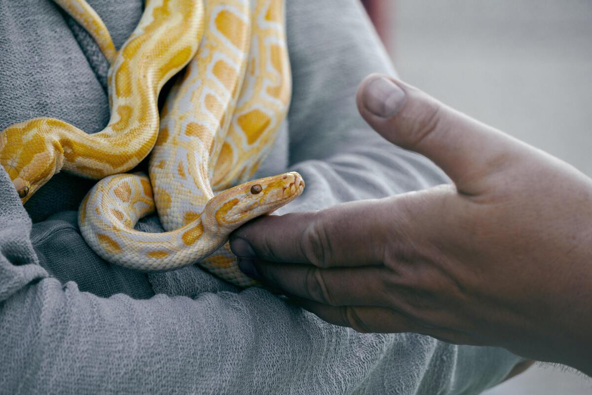 cobra-de-duas-cabeças amarela