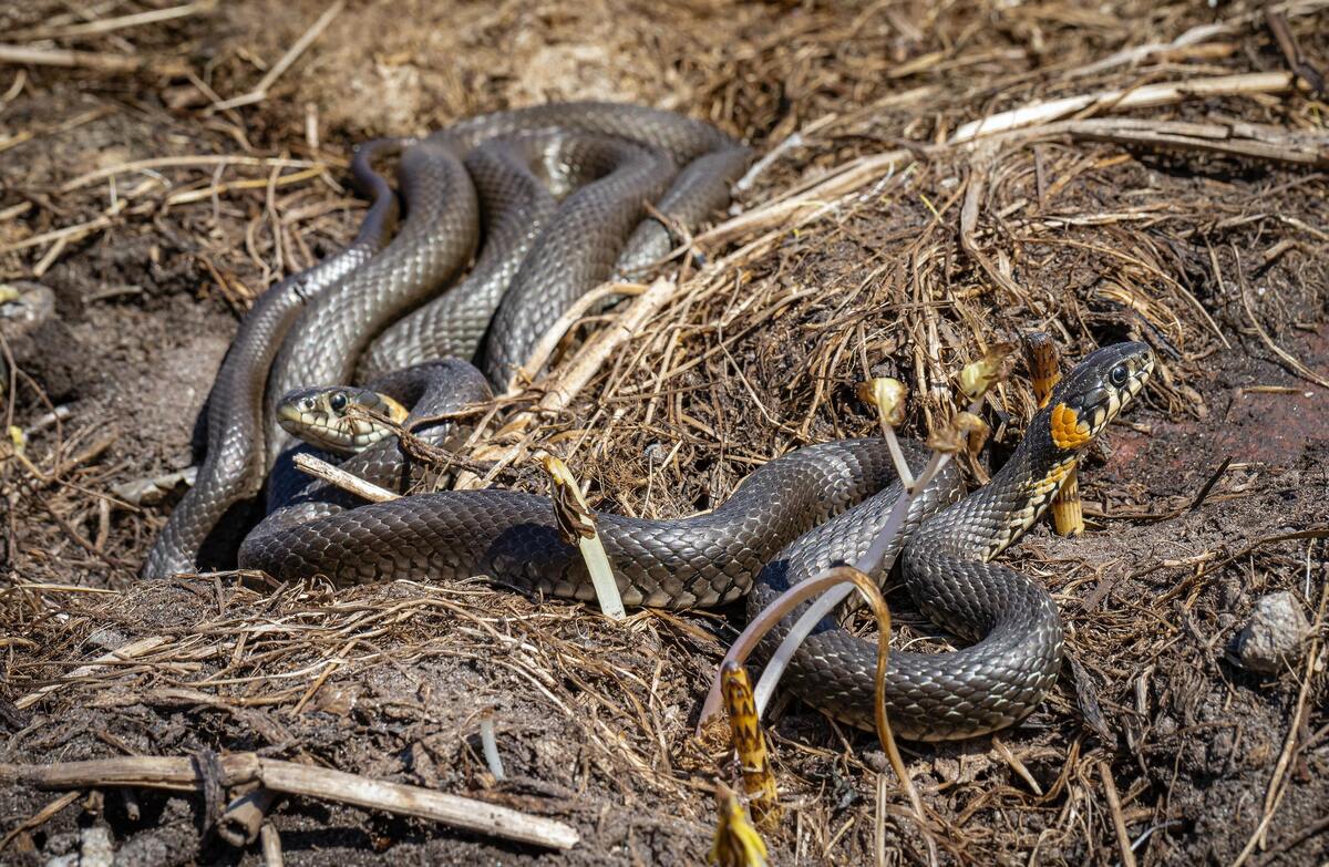 cobra-de-duas-cabeças marrom no capim