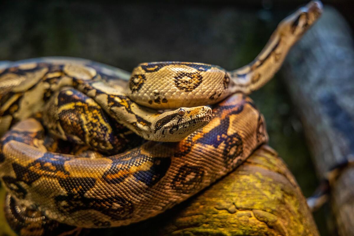 cobras laranja enroladas