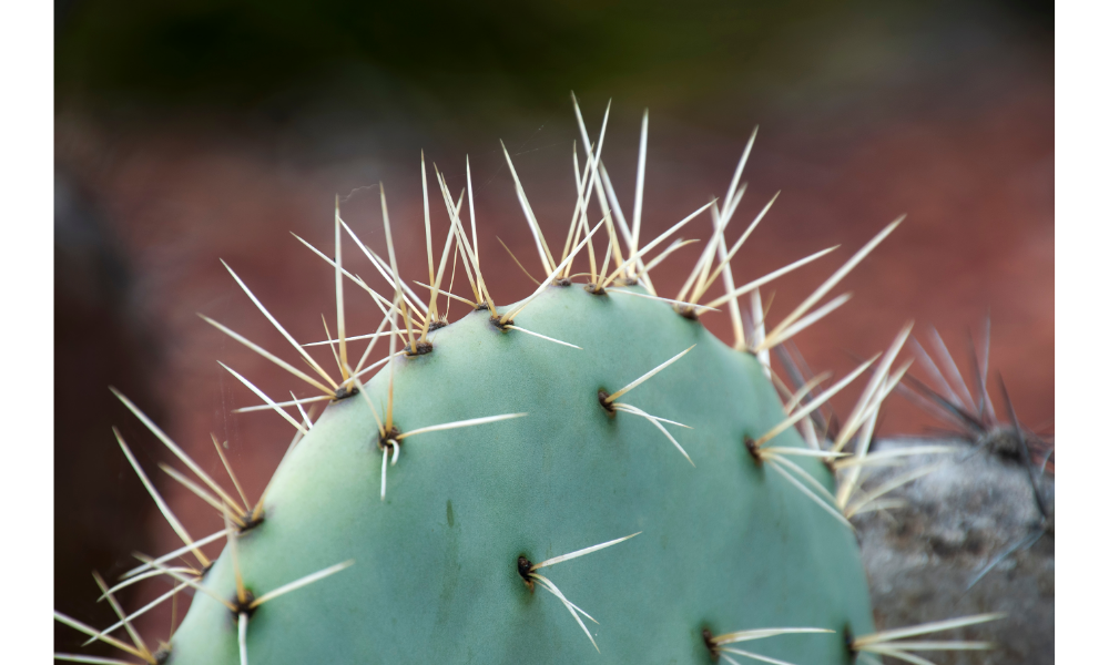 Espinhos afiados longos de um cacto Opuntia Robusta