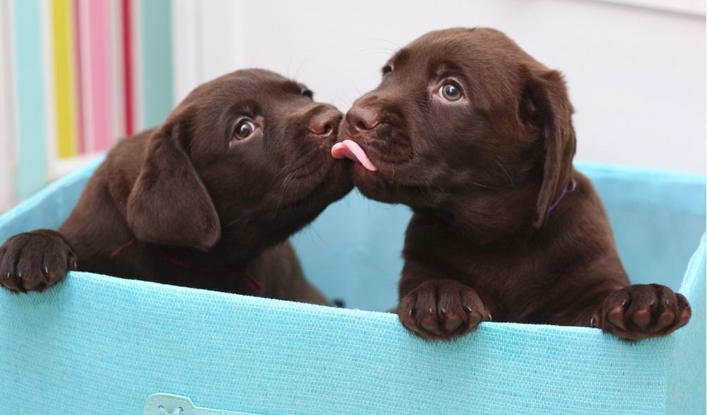 Filhotes de cachorro se lambendo