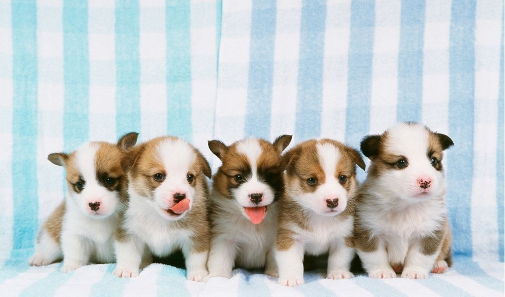 Filhotes de cachorro em fundo listrado azul e branco