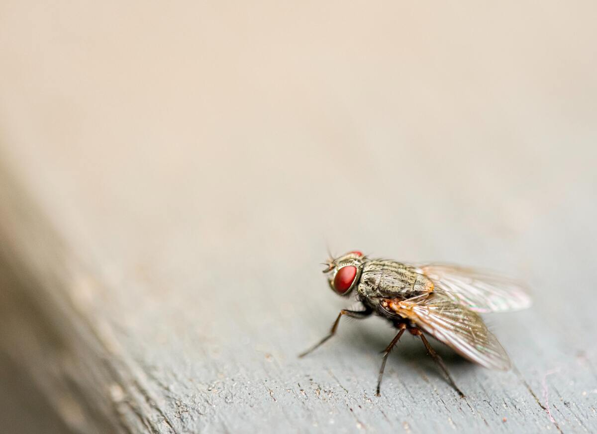 Mosca em uma superfície de madeira.