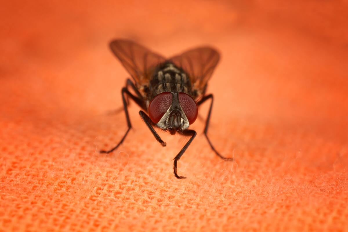 Mosca em um tecido vermelho.