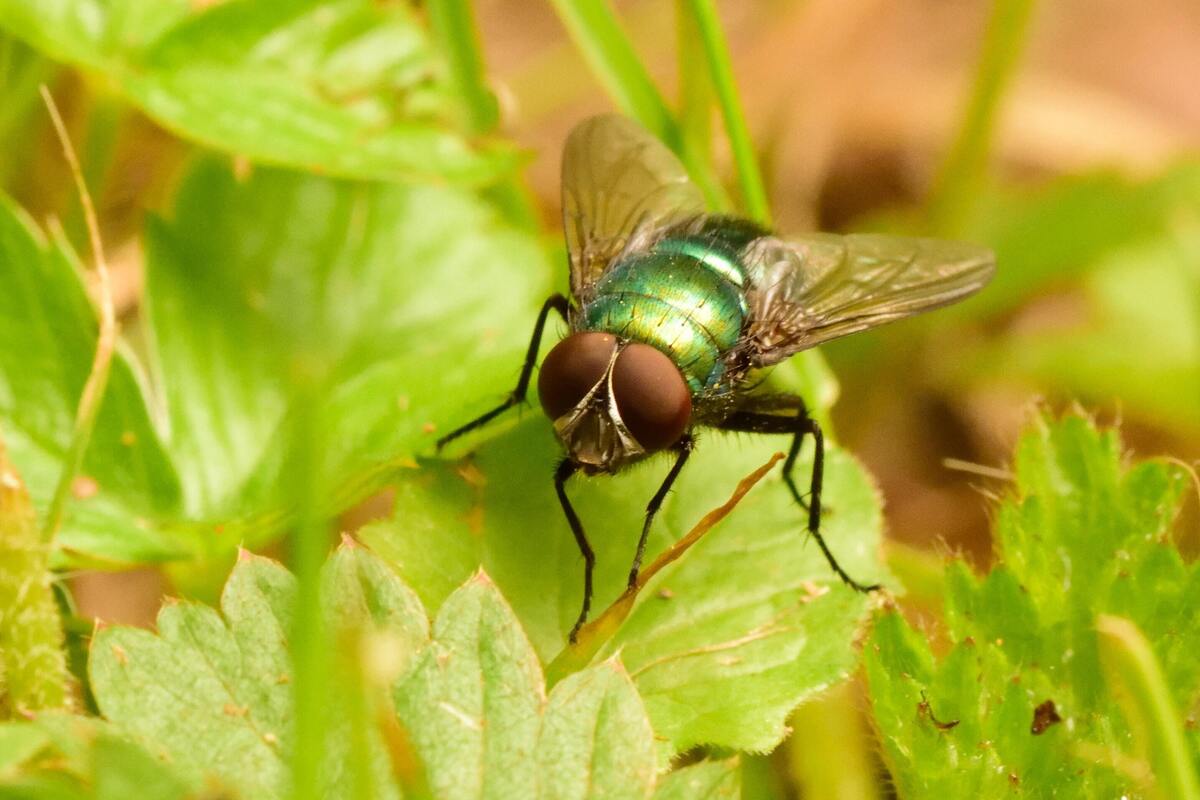 Mosca em uma planta.