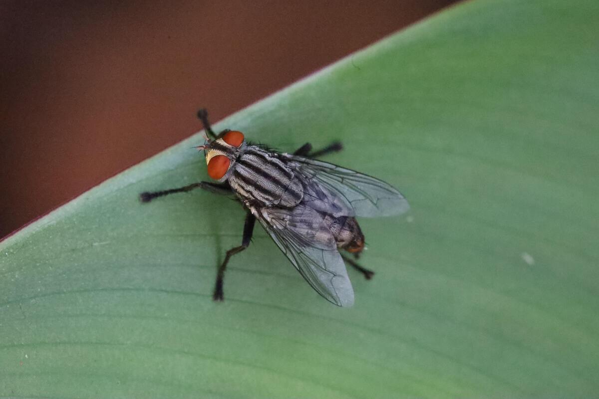 Mosca em uma planta.