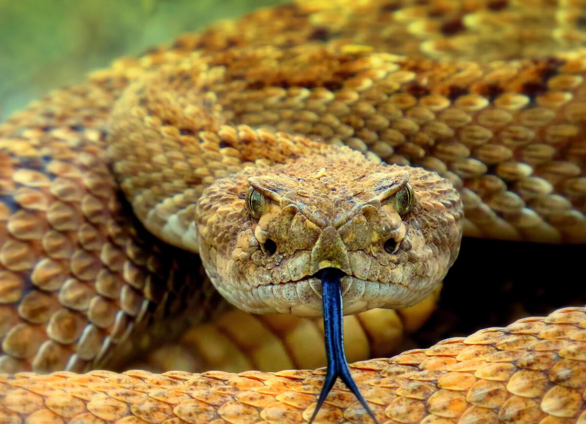 Cobra com a língua de fora. 