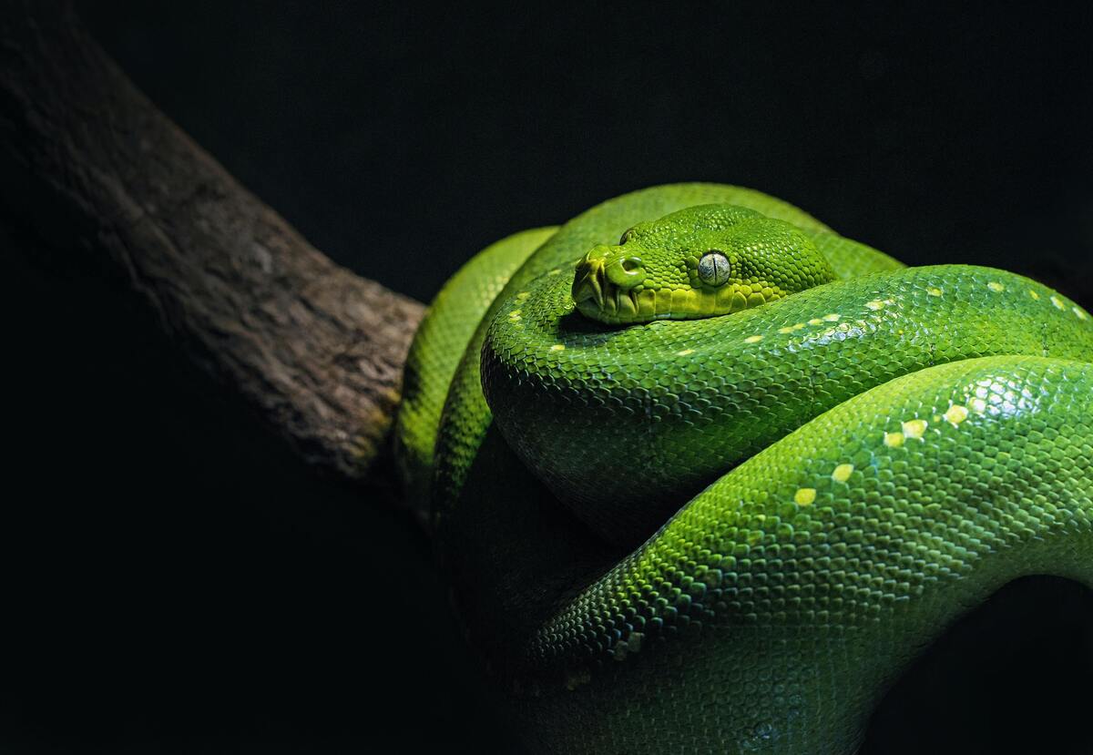 Cobra enrolada em um galho de árvore. 