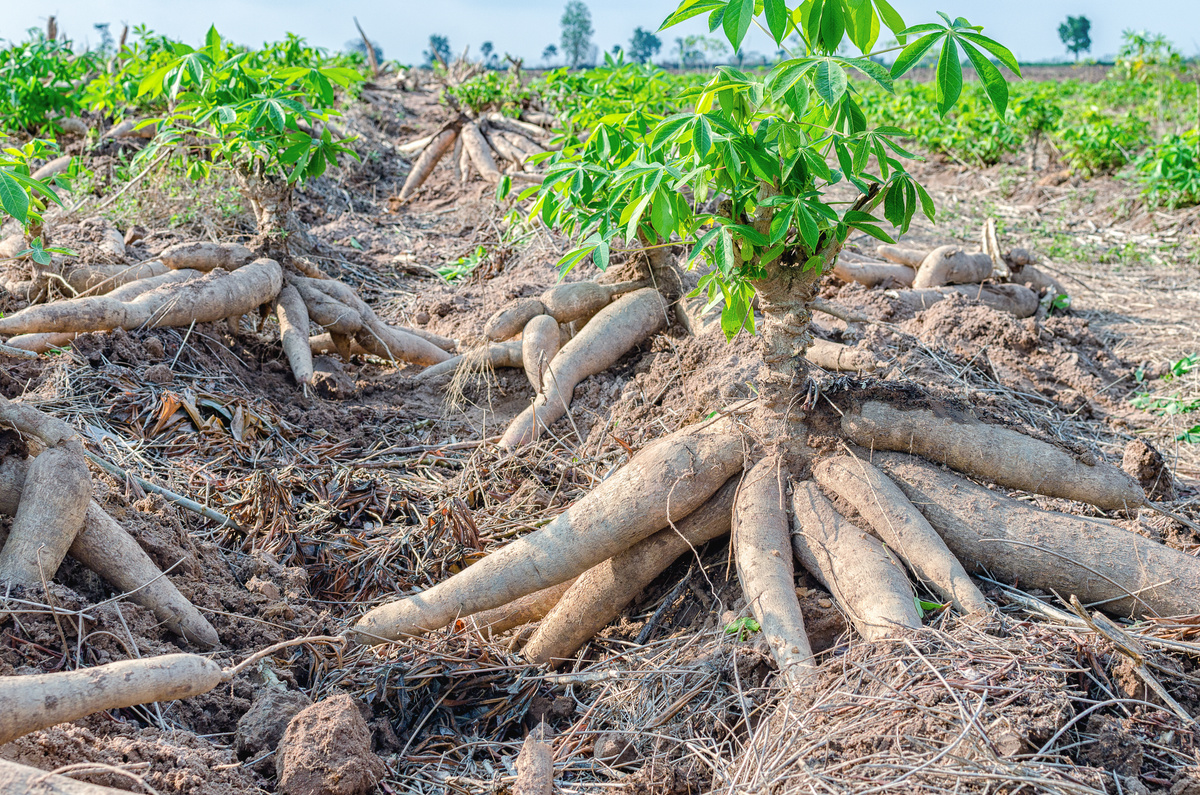 Pés de mandioca em plantação