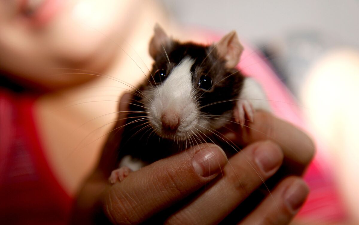 Mulher segurando rato nas mãos.