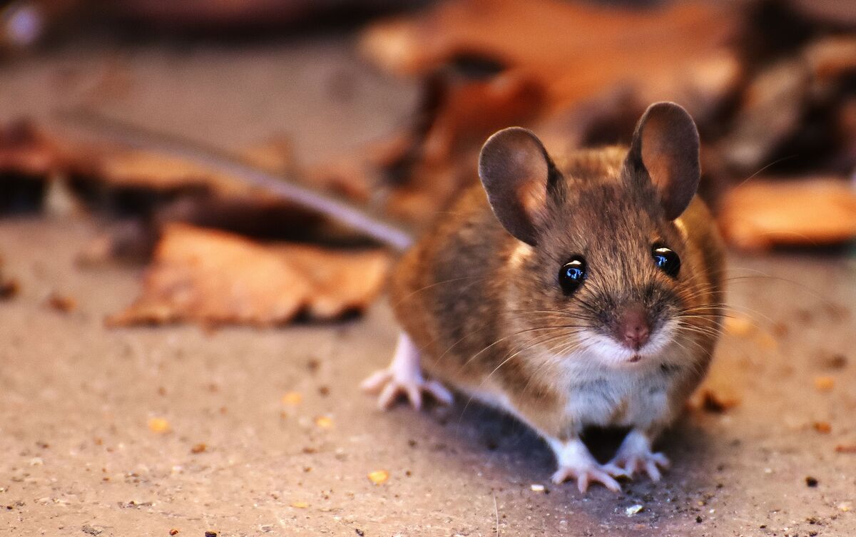 Rato marrom e branco em chão de terra.