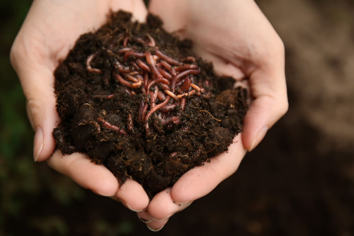 mãos seguram minhocas em terra